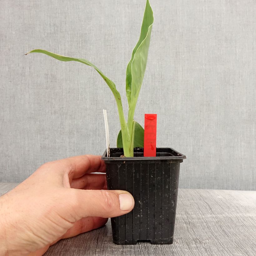 Exemplaar van Canna Erebus - Indisch bloemriet Kweekpotje van 8/9 cm zoals geleverd in de lente