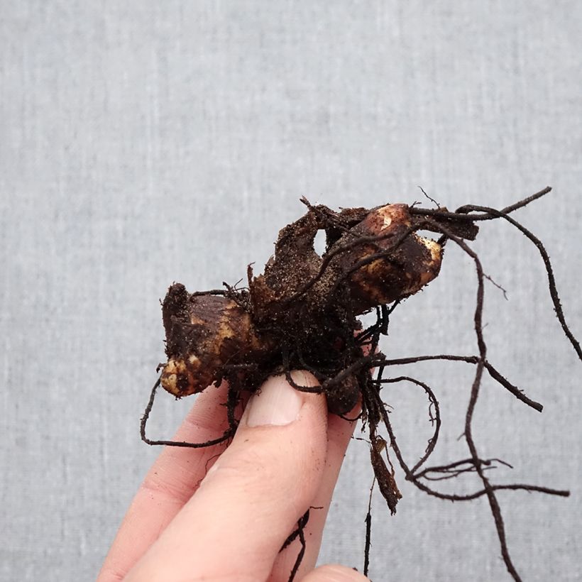 Exemplaar van Canna Felix Ragout - Indisch bloemriet Bol kaliber I zoals geleverd in de lente