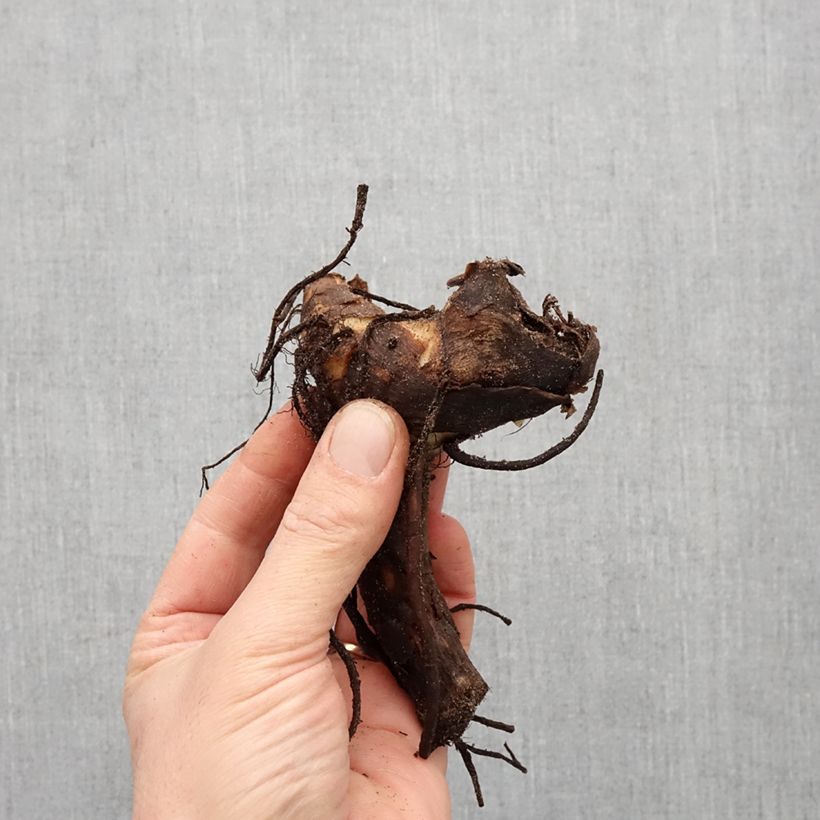 Exemplaar van Canna Felix Roux - Indisch bloemriet Bol kaliber I zoals geleverd in de lente