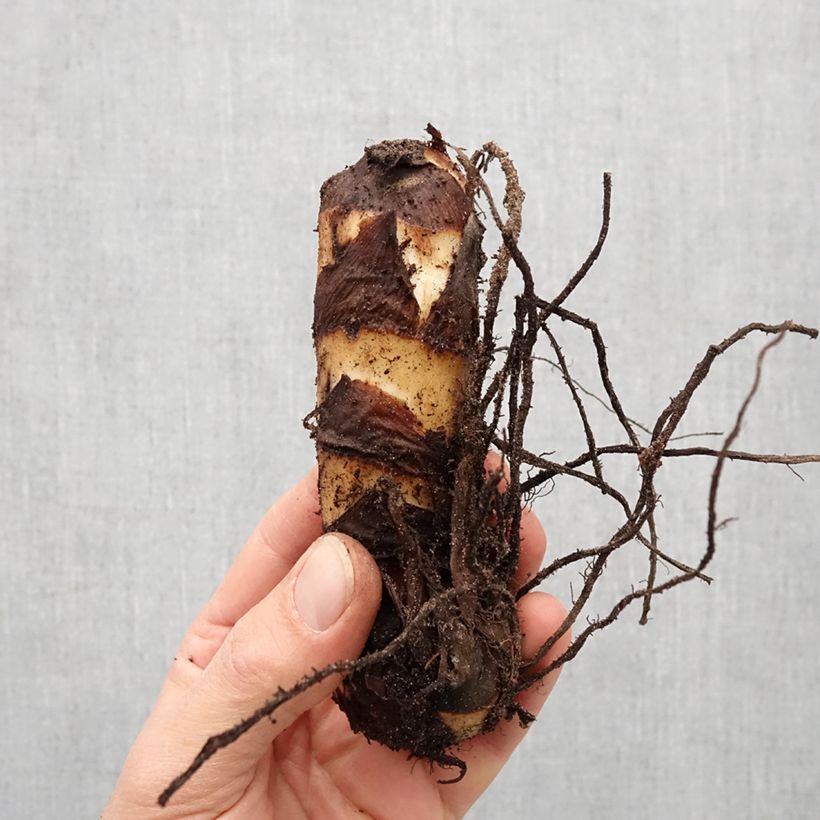 Exemplaar van Canna  Grand Duc -Indisch bloemriet Bol kaliber I zoals geleverd in de lente