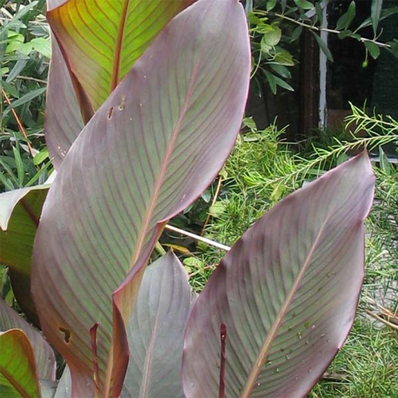 Canna indica Purpurea - Indisch bloemriet (Blad)
