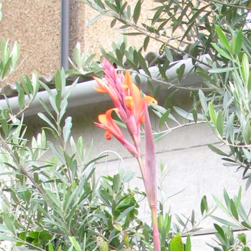 Canna indica Purpurea - Indisch bloemriet (Bloei)