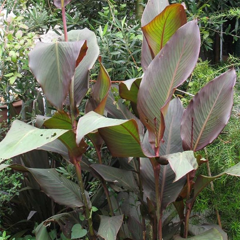 Canna indica Purpurea - Indisch bloemriet (Groeiplaats)