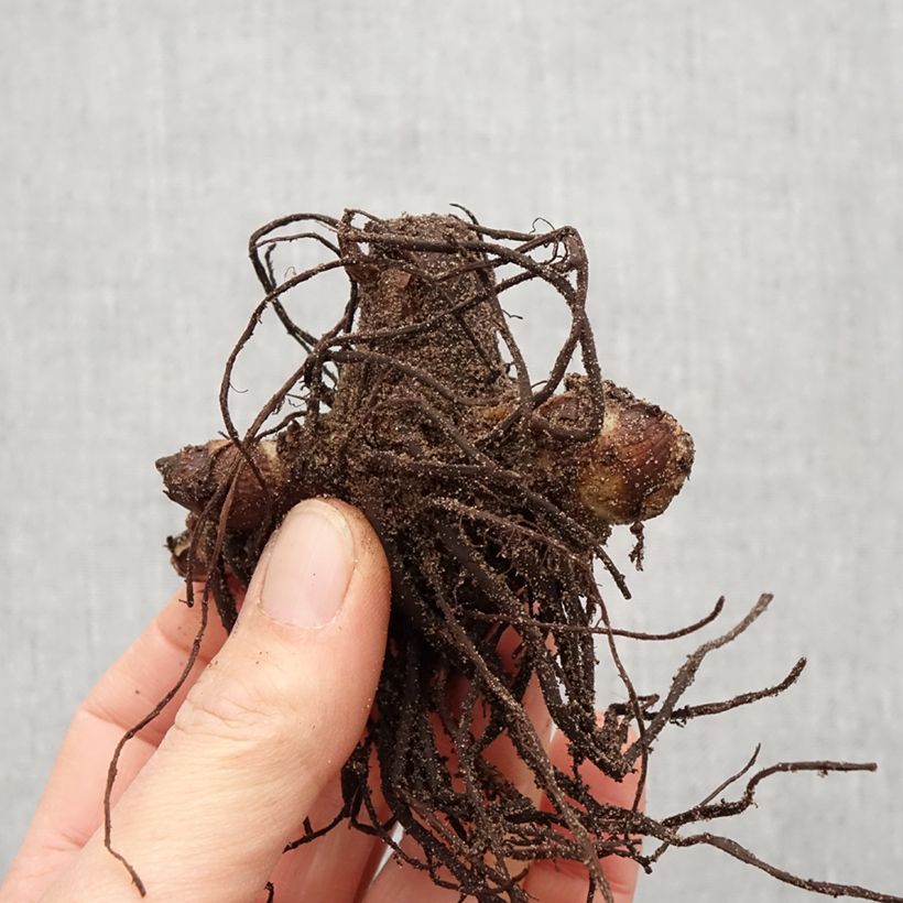 Exemplaar van Canna indica Purpurea - Indisch bloemriet Bol kaliber I zoals geleverd in de lente