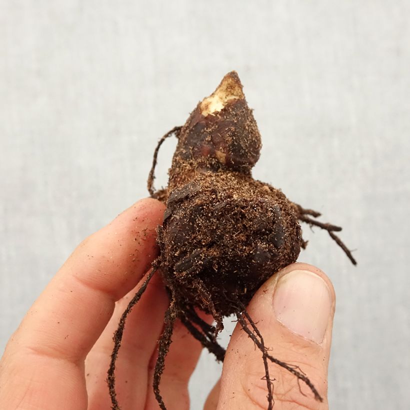 Example of Canna Lucifer - Balisier nain à fleurs rouge liséré de jaune d'or et à feuillage vert moyen. Bol size I as you get in printemps