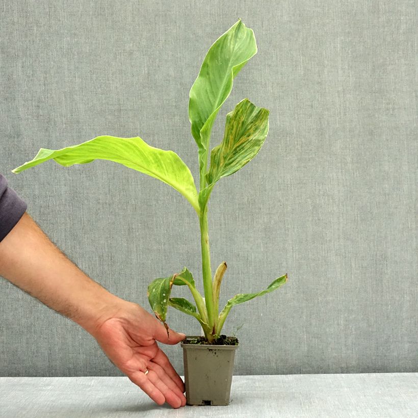Exemplaar van Canna Lucifer - Indisch bloemriet Kweekpotje van 8/9 cm kaliber I zoals geleverd in de zomer