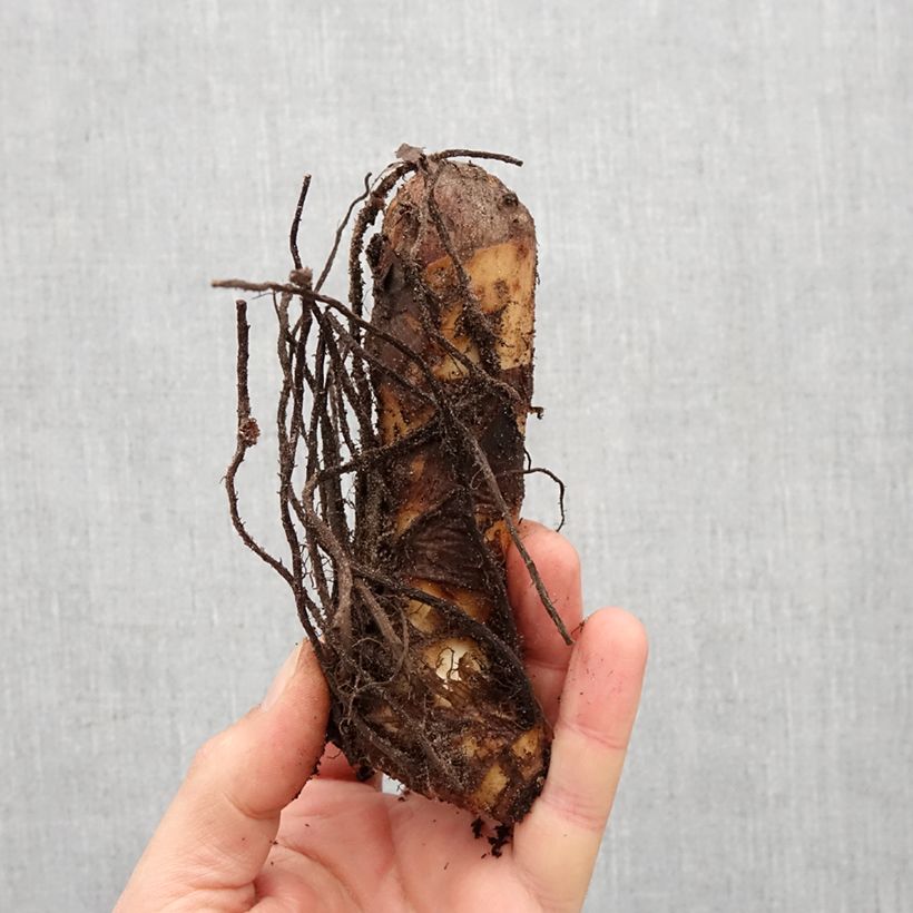 Example of Canna Marabout Bol size I as you get in printemps