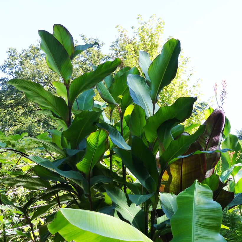 Canna musaefolia - Bananencanna (Plant habit)