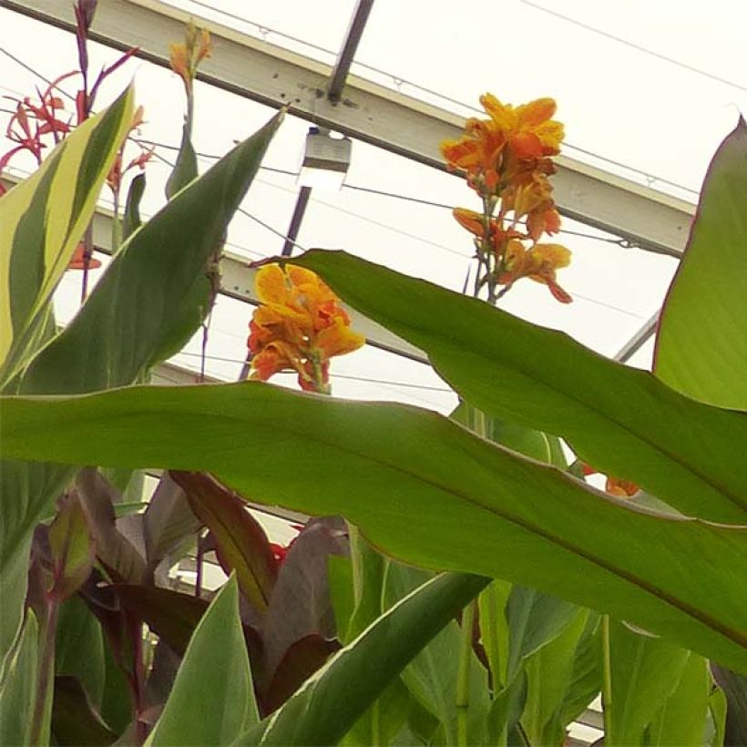 Canna musaefolia - Bananencanna (Flowering)