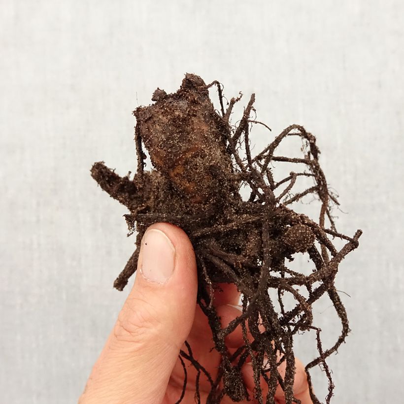 Example of Canna Perkeo - Balisier de taille moyenne à fleurs rose cerise, finement bordé de jaune. Bol Kaliber/Größe I as you get in printemps