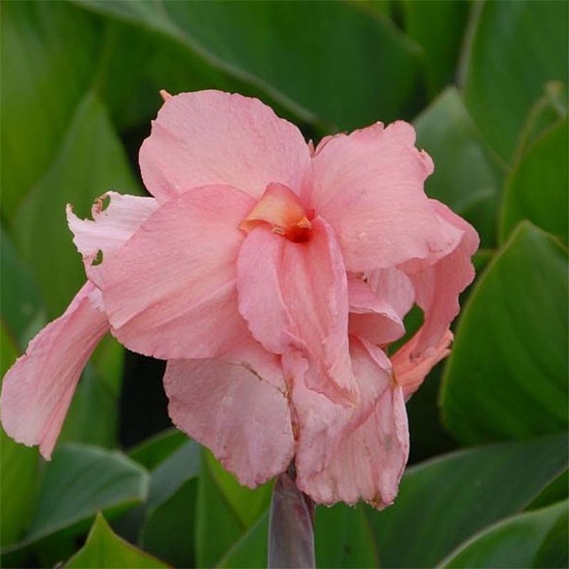 Canna Pink President - Indisch bloemriet (Flowering)