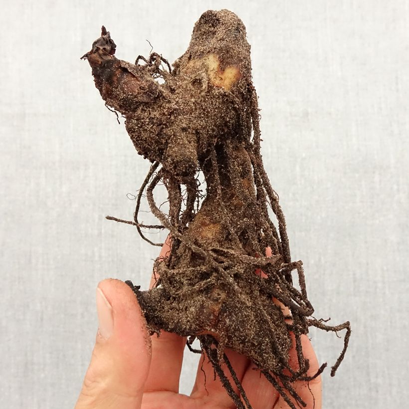 Example of Canna Pink President - Balisier Bol size I as you get in printemps