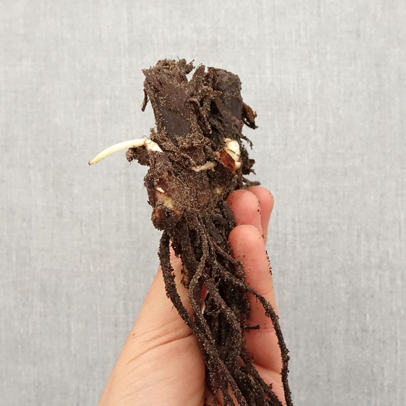 Example of Canna Queen Charlotte - Balisier Bol Kaliber/Größe I as you get in printemps