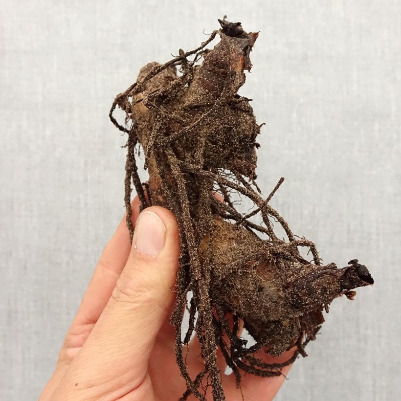 Example of Canna Semaphore - Balisier orange abricot Bol size I as you get in printemps