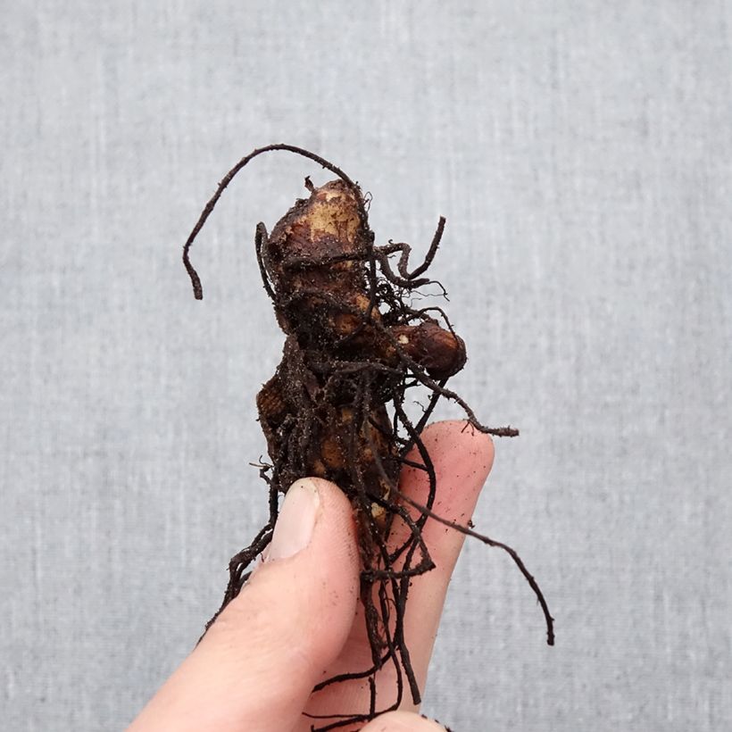 Exemplaar van Canna Soleil dOr - Indisch bloemriet Bol kaliber I zoals geleverd in de lente