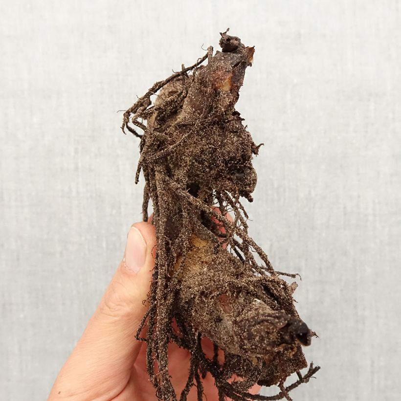 Exemplaar van Canna Striata - Indisch bloemriet Bol kaliber I zoals geleverd in de lente