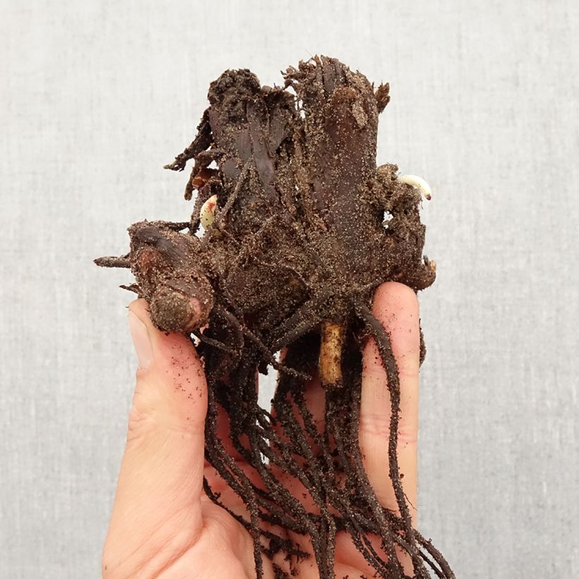 Example of Canna Stuttgart - Balisier panaché à fleurs orange saumoné Bol size I as you get in printemps