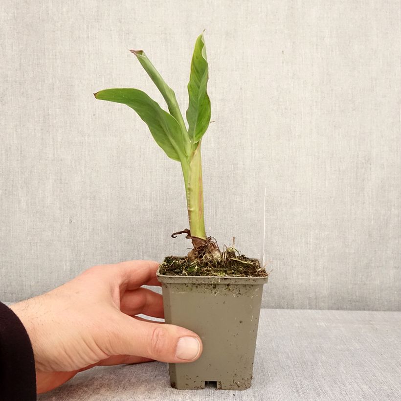 Exemplaar van Canna Taroudant - Indisch bloemriet Kweekpotje van 8/9 cm kaliber I zoals geleverd in de lente