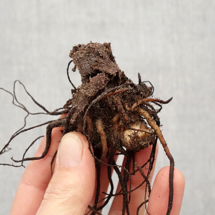 Exemplaar van Canna Wyoming - Indisch bloemriet Bol kaliber I zoals geleverd in de lente