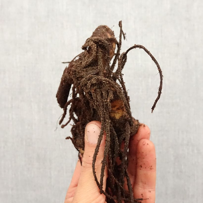 Exemplaar van Canna Yellow Humbert - Indisch bloemriet geel Bol kaliber I zoals geleverd in de lente