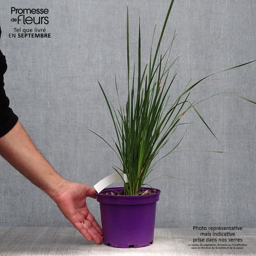 Exemplaar van Dierama Blackberry Bells - Engelenhengel Pot van 2 l/3 l zoals geleverd in de herfst