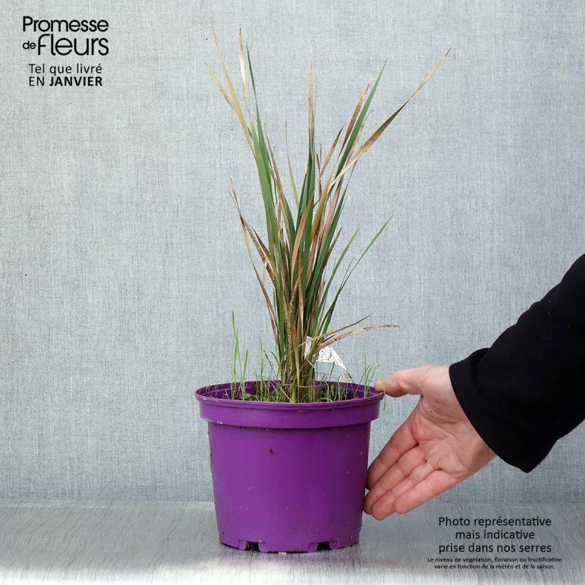 Example of Dierama Blackberry Bells - Engelenhengel Pot van 2 l/3 l as you get in hiver