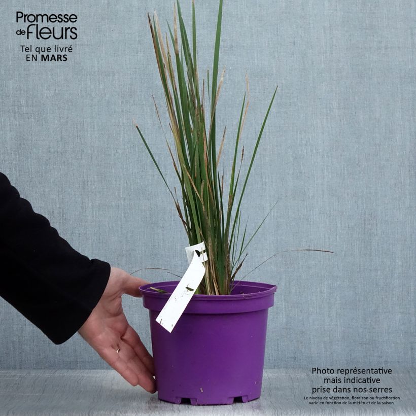 Exemplaar van Dierama Blackberry Bells - Engelenhengel Pot van 2 l/3 l zoals geleverd in de lente