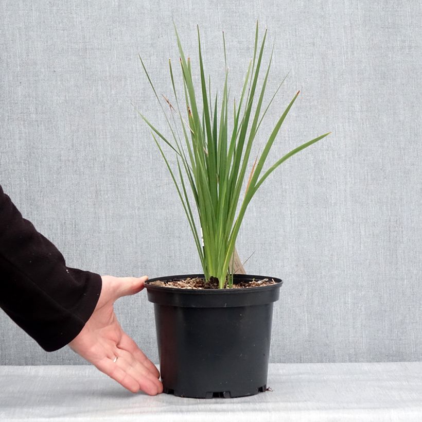 Example of Canne à pêche des anges - Dierama igneum Pot van 2 l/3 l as you get in hiver