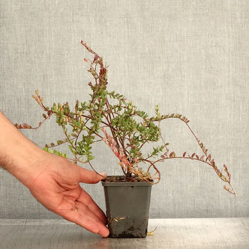 Exemplaar van Cranberry Pilgrim Kweekpotje van 8/9 cm zoals geleverd in de herfst