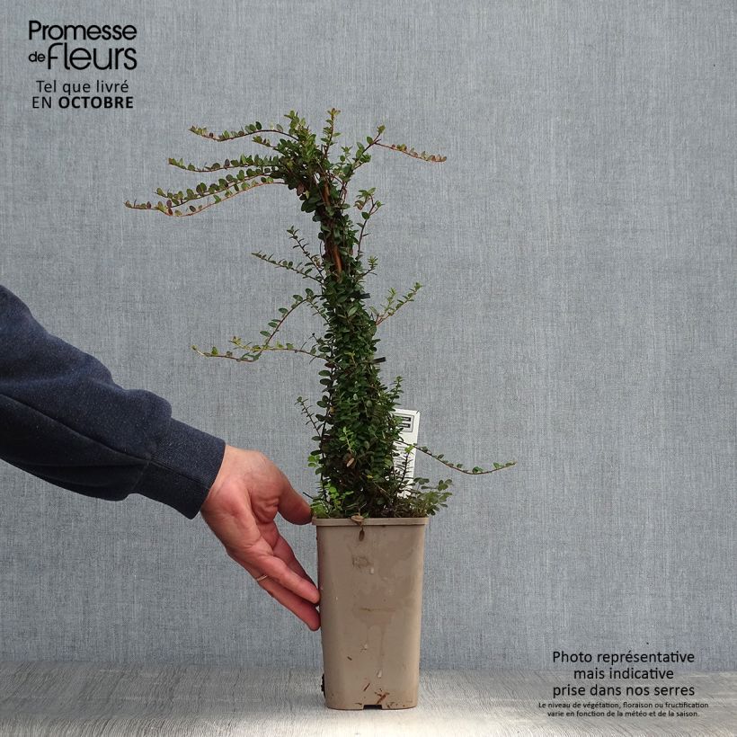 Exemplaar van Cranberry Pot van 1,5 l/2 l, Struik zoals geleverd in de herfst