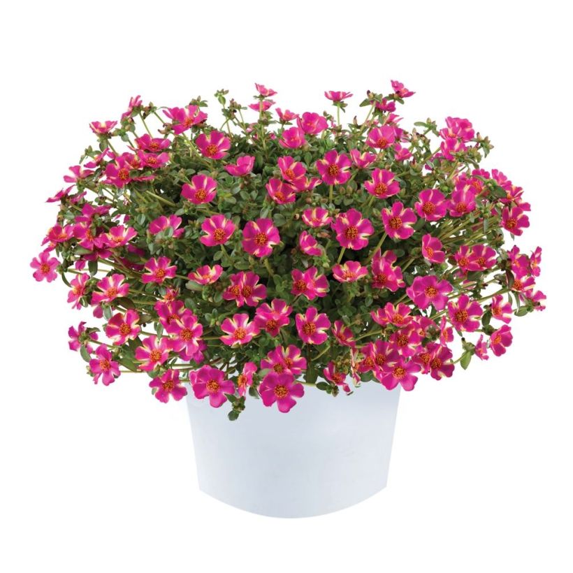 Portulaca Campino Twist Pink - Postelein (Plant habit)