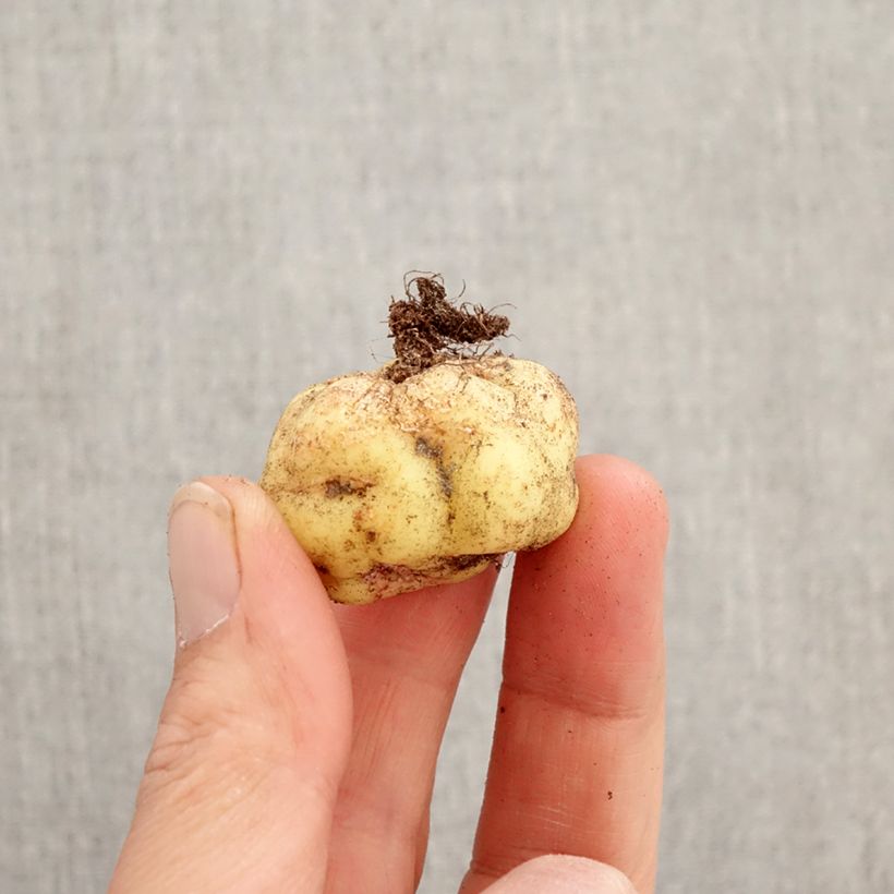 Exemplaar van Tropaeolum tuberosum Ken Aslet - Knolcapucien Bol zoals geleverd in de lente