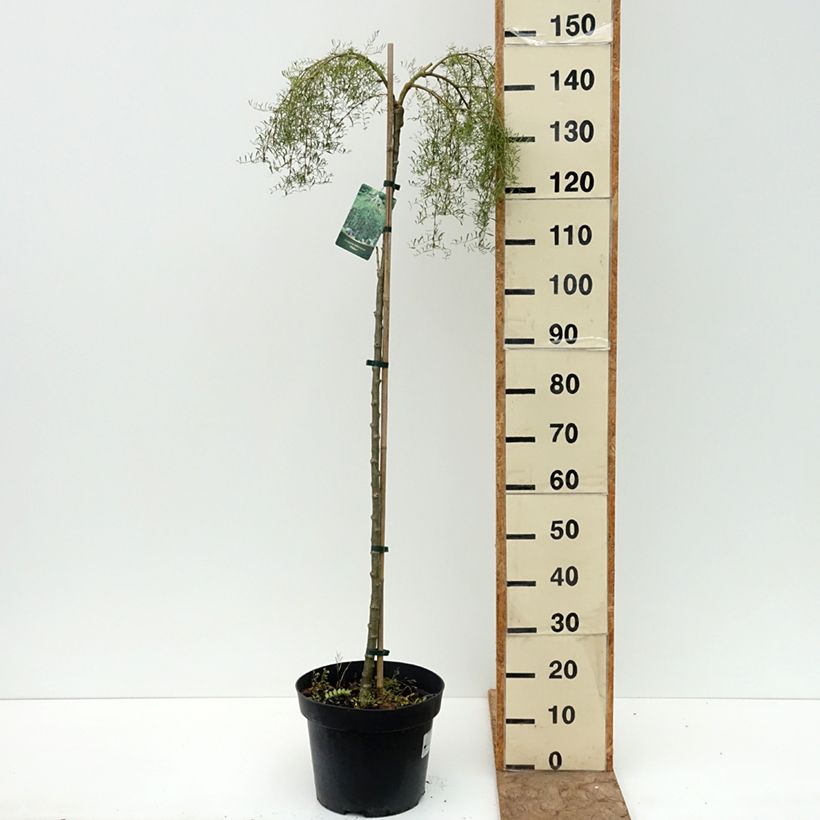 Exemplaar van Caragana arborescens Walker - Erwtenstruik Pot van 7,5 l/10 l, Hoogstam zoals geleverd in de zomer