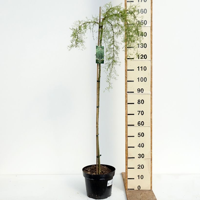 Exemplaar van Caragana arborescens Walker - Erwtenstruik Pot van 7,5 l/10 l, Hoogstam zoals geleverd in de lente