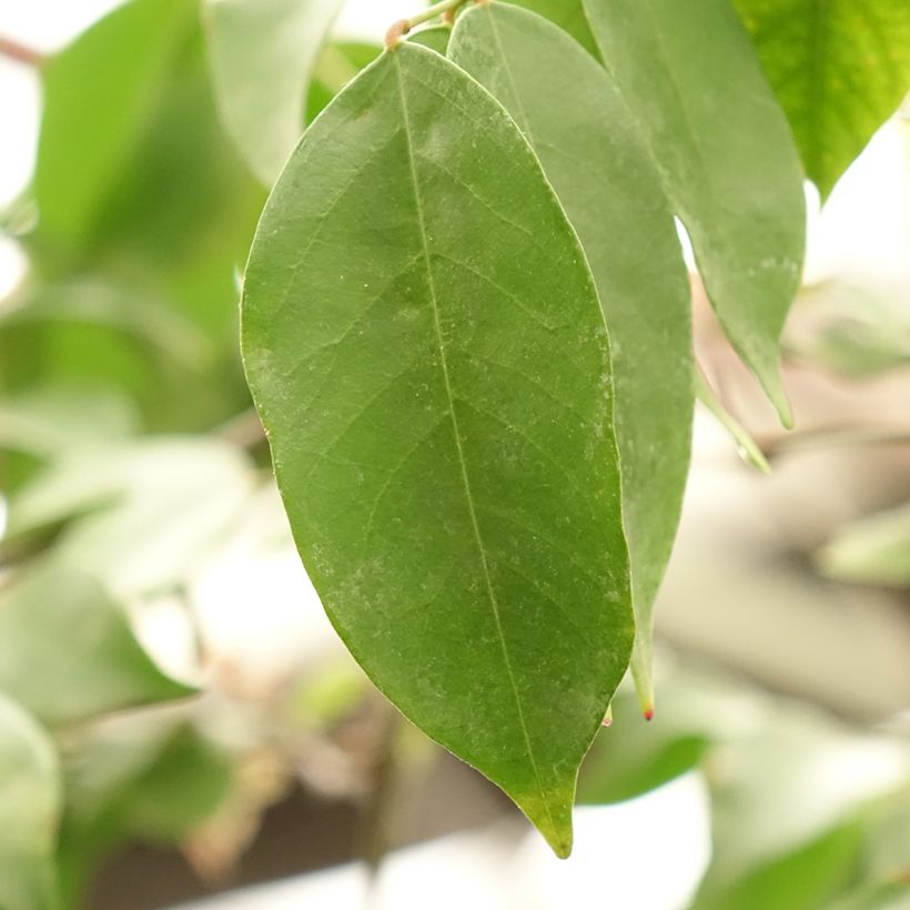 Stervrucht - Averrhoa carambola Arkin (Blad)