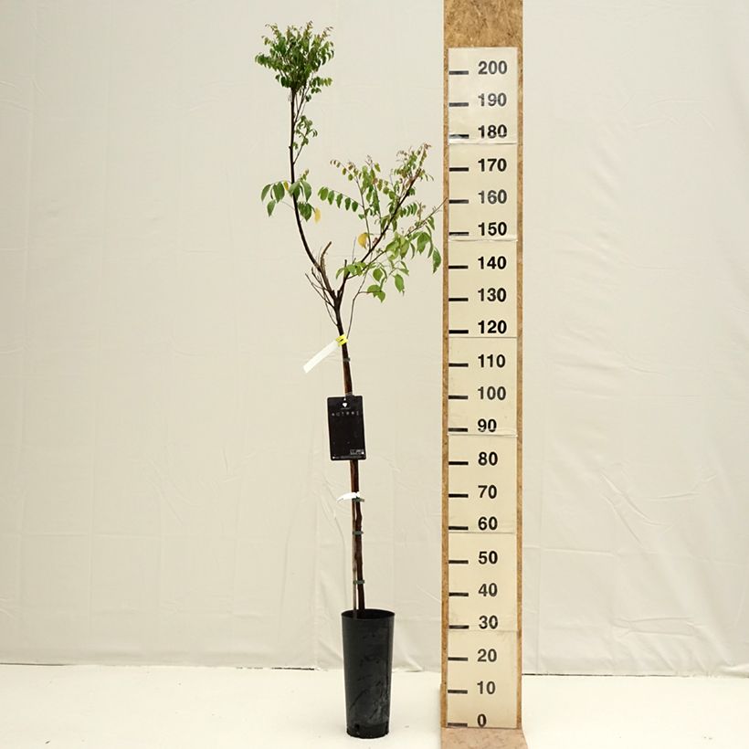 Exemplaar van Stervrucht - Averrhoa carambola Arkin Pot van 6 l/7 l zoals geleverd in de lente