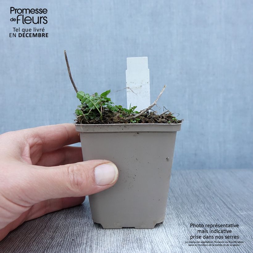 Exemplaar van Cardamine pratensis Flore Pleno - Pinksterbloem Kweekpotje van 8/9 cm zoals geleverd in de herfst