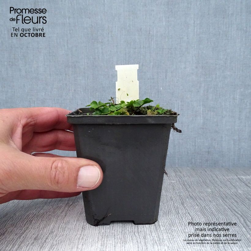 Exemplaar van Cardamine trifolia - Veldkers Kweekpotje van 8/9 cm zoals geleverd in de herfst