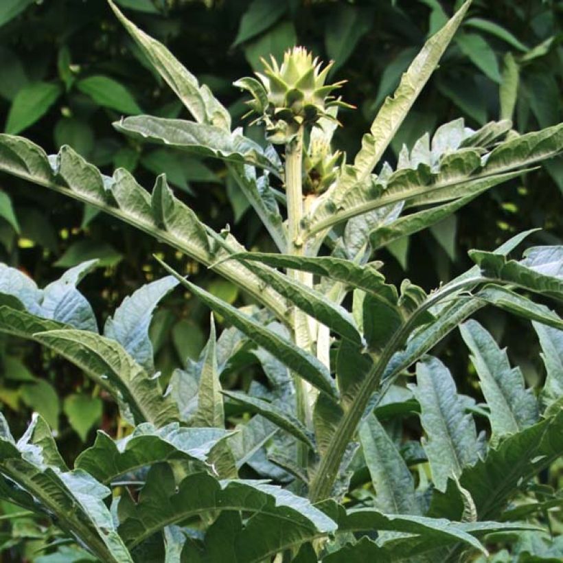 Cynara cardunculus - Kardoen (Blad)