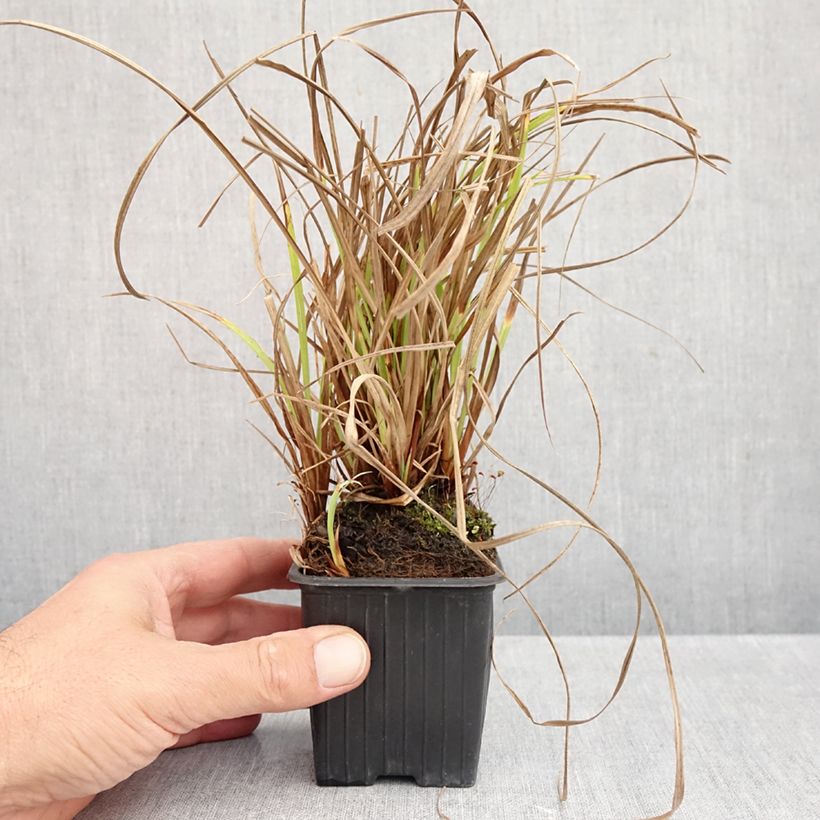 Exemplaar van Carex acuta - Moeraszegge Kweekpotje van 8/9 cm zoals geleverd in de herfst