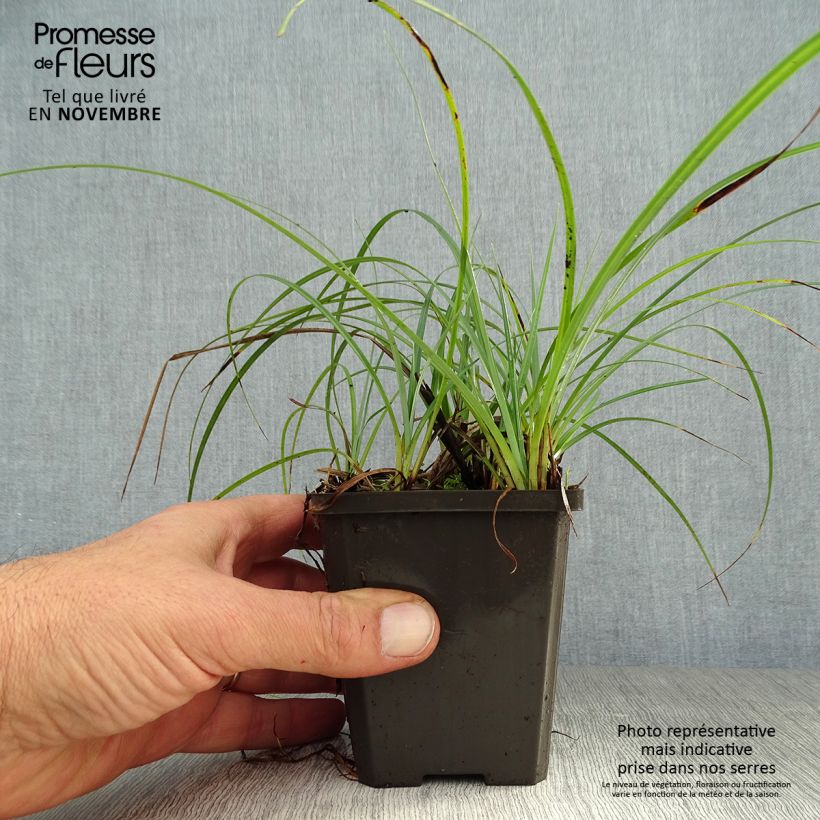 Exemplaar van Carex atrata - Zegge Kweekpotje van 8/9 cm zoals geleverd in de herfst