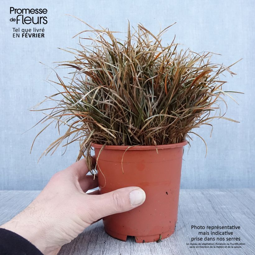 Example of Carex berggrenii - Laîche Pot van 1 l/1,5 l as you get in hiver