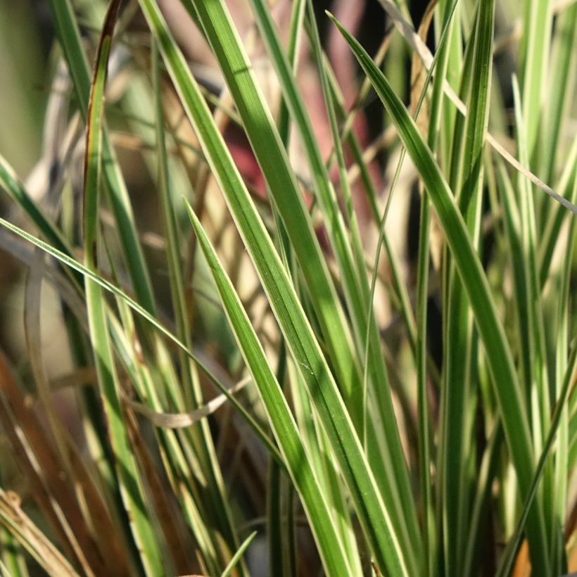 Carex brunnea Aureovariegata - Bonte zegge (Blad)