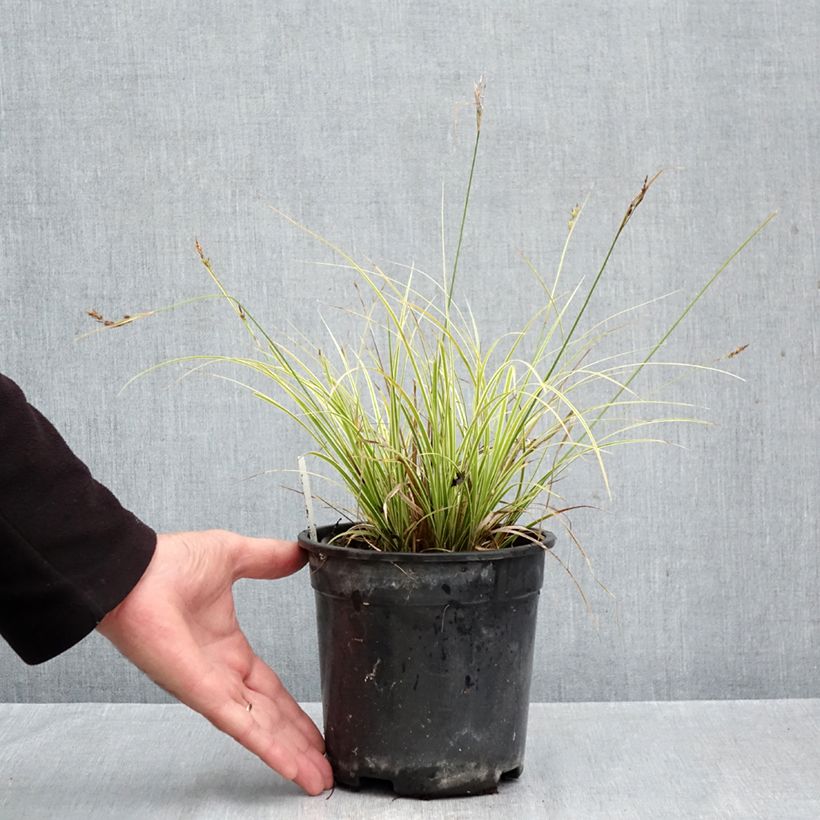 Exemplaar van Carex brunnea Aureovariegata - Bonte zegge Pot van 2 l/3 l zoals geleverd in de herfst