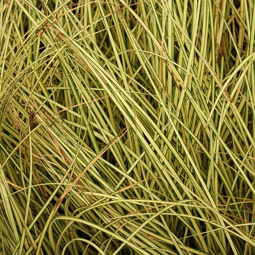 Carex brunnea Jenneke - Bonte zegge (Blad)