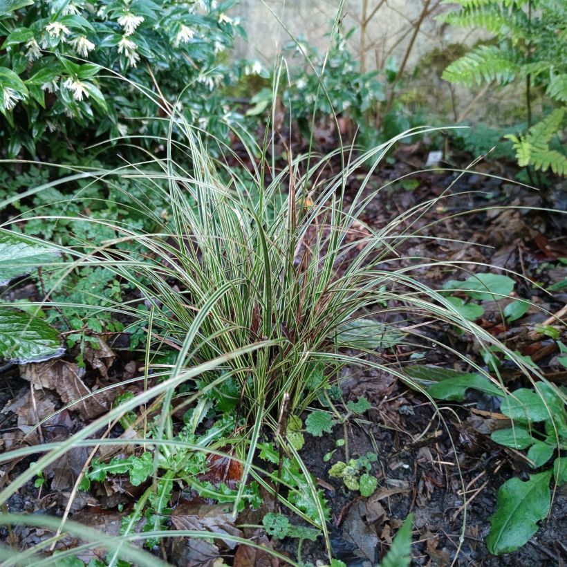 Carex brunnea Variegata - Bonte zegge (Plant habit)