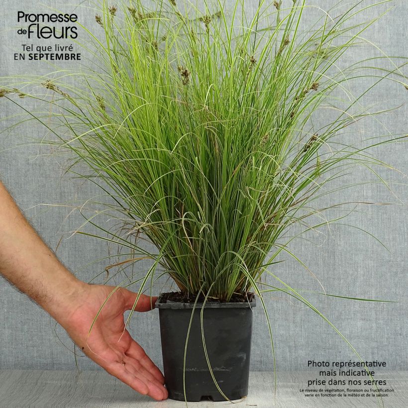 Exemplaar van Carex brunnea Variegata - Bonte zegge Pot van 2 l/3 l zoals geleverd in de zomer