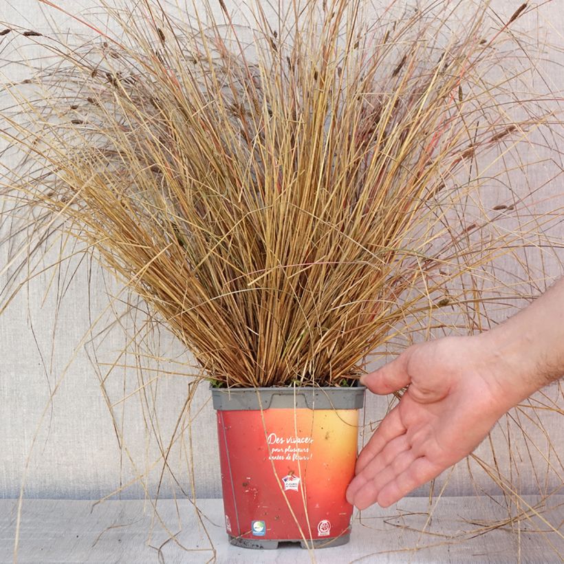 Exemplaar van Carex buchananii - Rode zegge Pot van 2 l/3 l zoals geleverd in de zomer