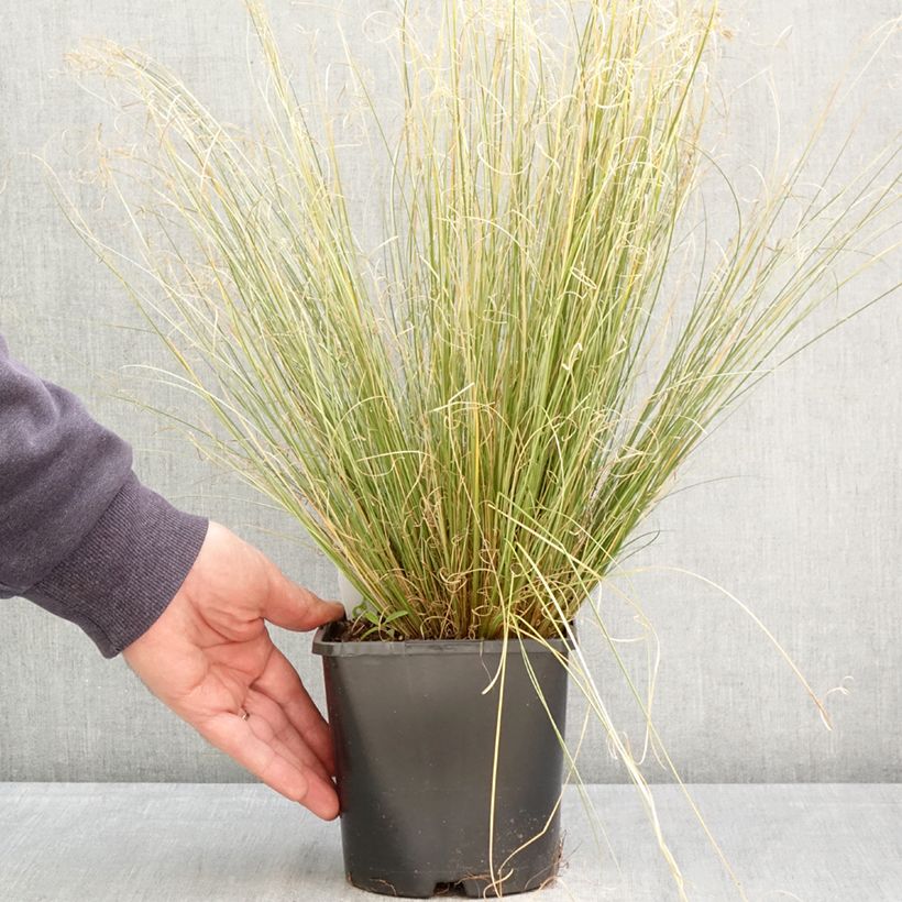 Exemplaar van Carex buchananii Green Twist - Rode zegge Pot van 1,5 l/2 l zoals geleverd in de lente