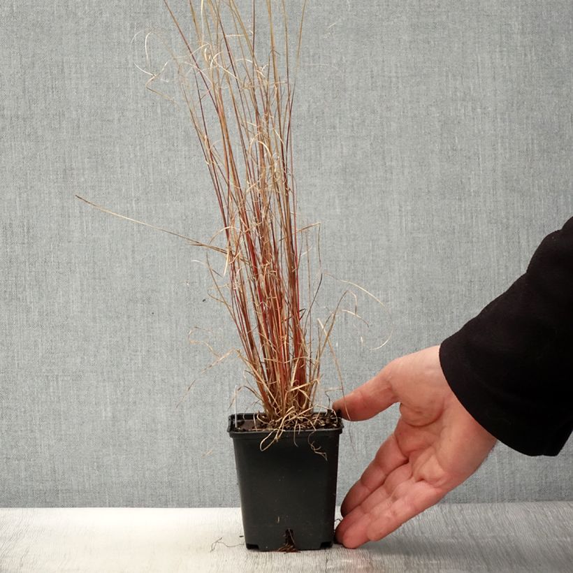 Exemplaar van Carex buchananii Red Rooster - Rode zegge Kweekpotje van 8/9 cm zoals geleverd in de lente